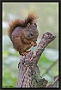 Eekhoorn, Red Squirrel, Sciurus vulgaris Location: Hof van Twente, the Netherlands Eekhoorn 2 MG 4269 kopie
